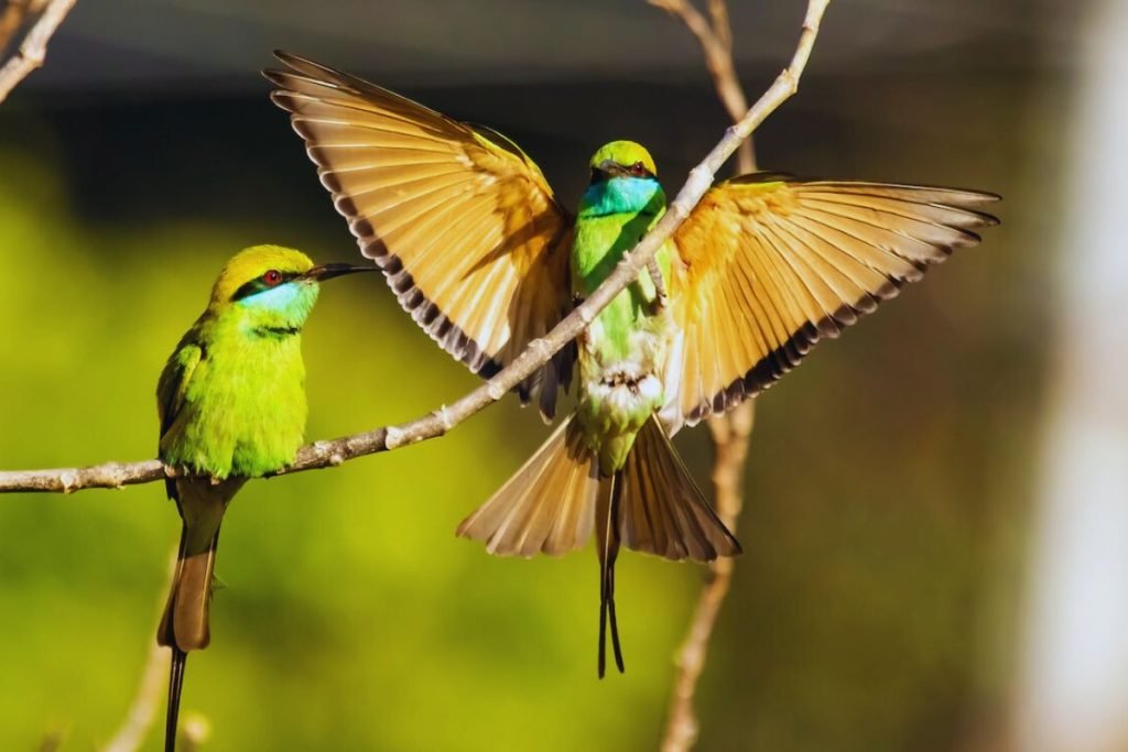 The Asian Green Bee-eater in Rajaji National Park