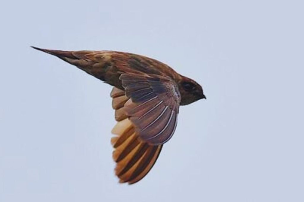 Himalayan Swiftlet