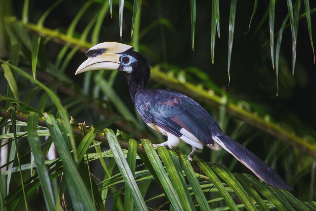 Oriental Pied-Hornbill 