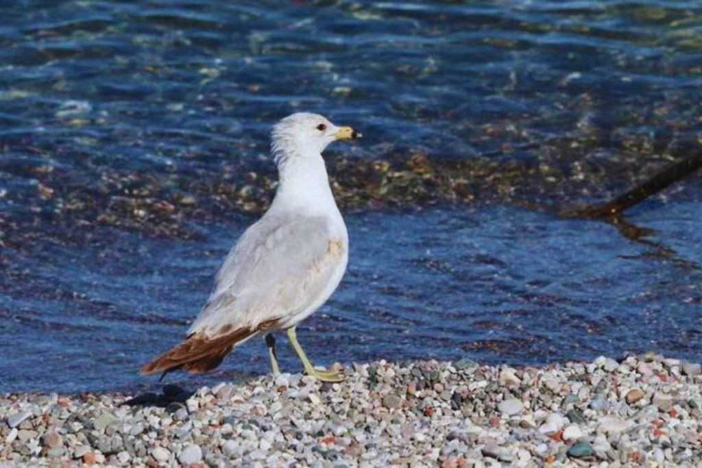 Gulls, terns, and skimmers