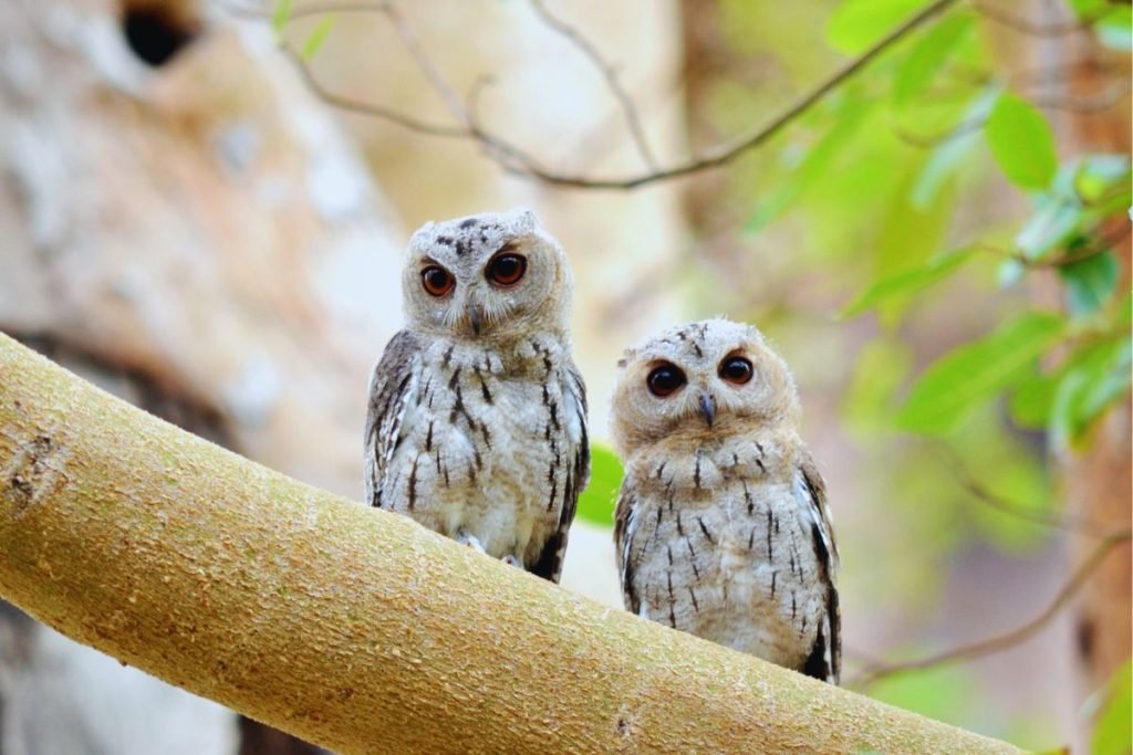 Collared Scops-Owl in Rajaji National Park