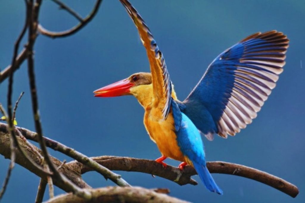 Stork-billed Kingfisher