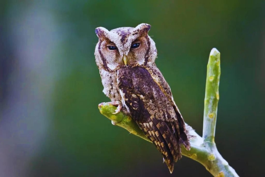 Indian Scops-Owl