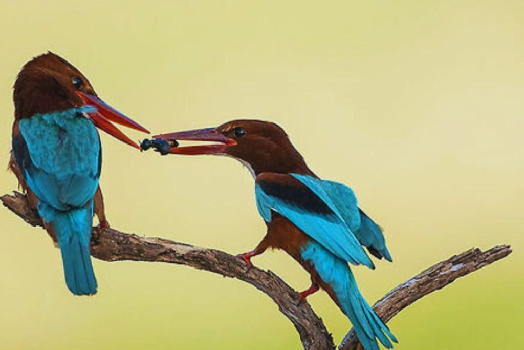 White-throated Kingfisher