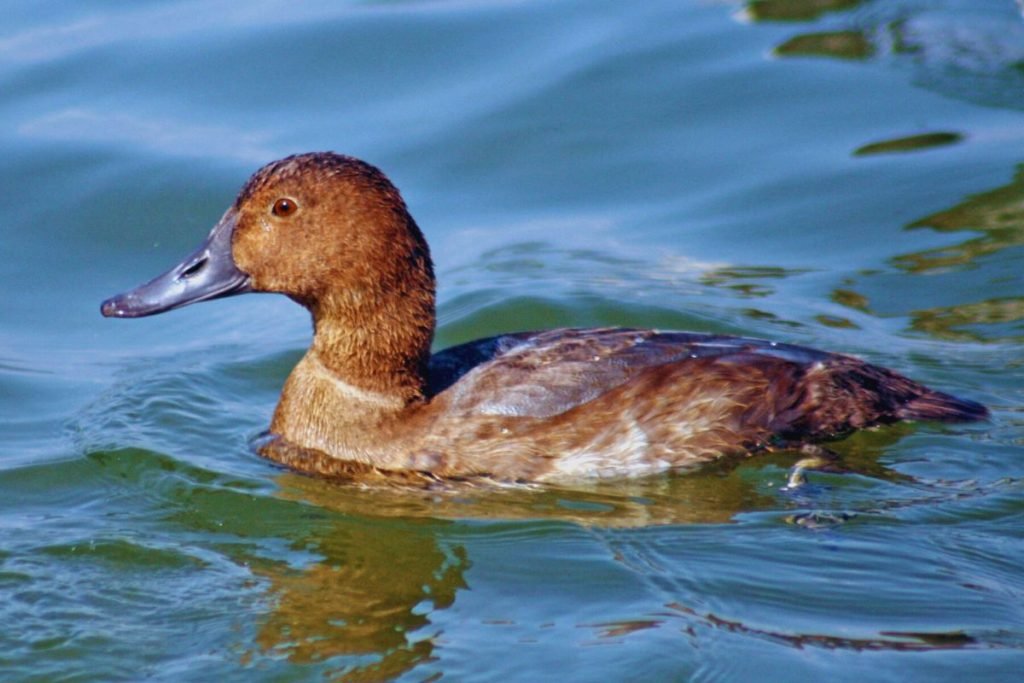 Common Pochard in Rajaji National Park