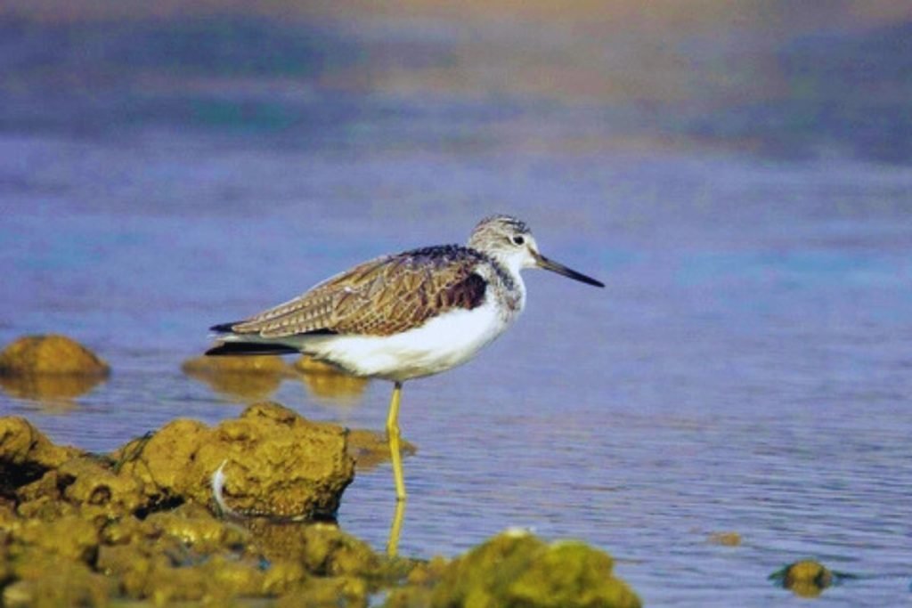 Common Greenshank in Rajaji National Park