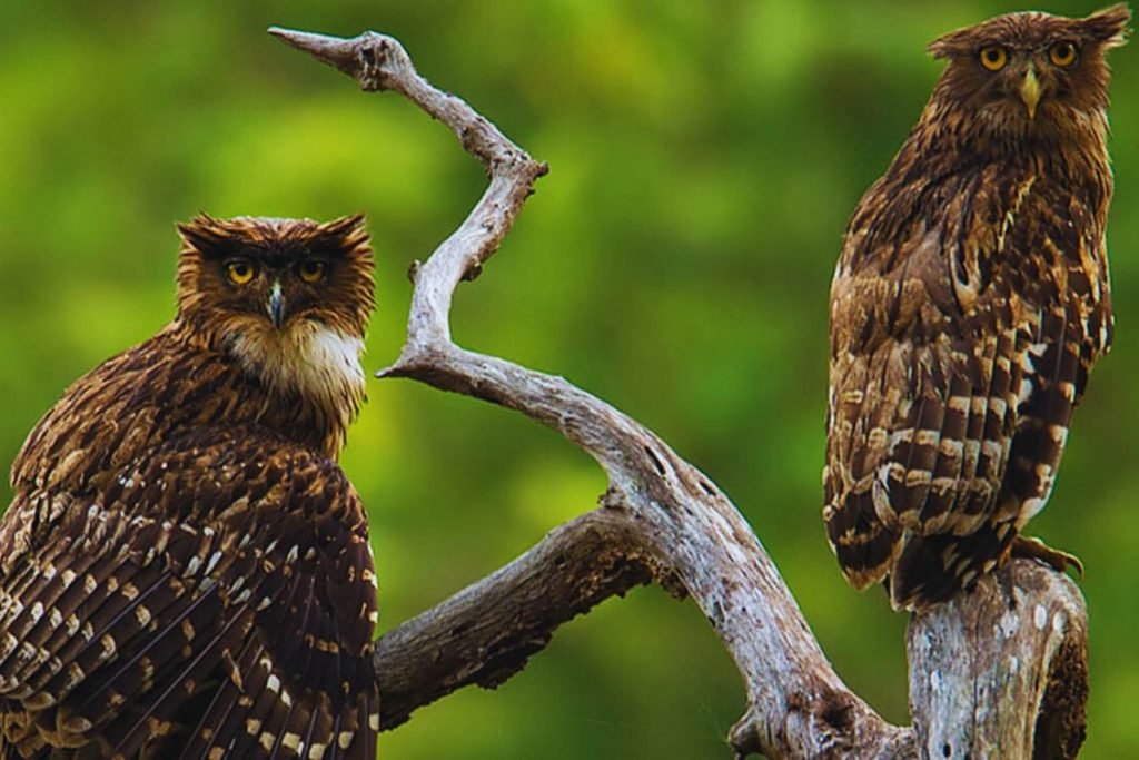 Brown Fish-Owl in Rajaji National Park