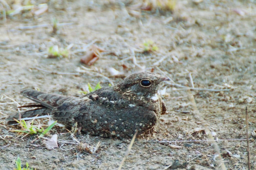 Savanna Nightjar in Rajaji National Park