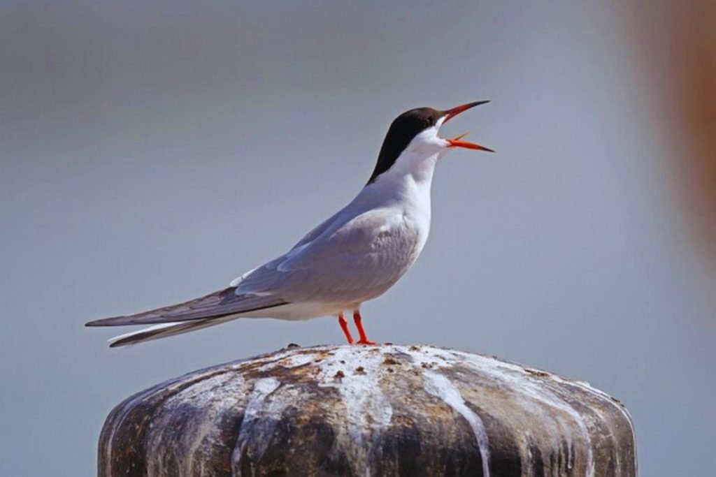 River Tern