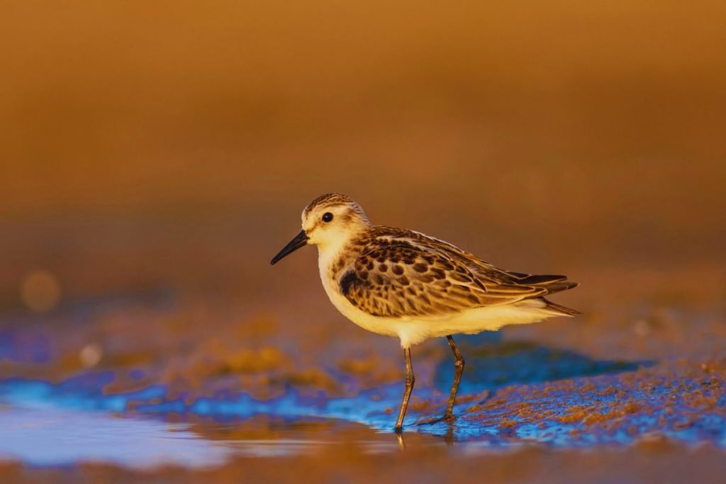 Stint Species in Rajaji National Park
