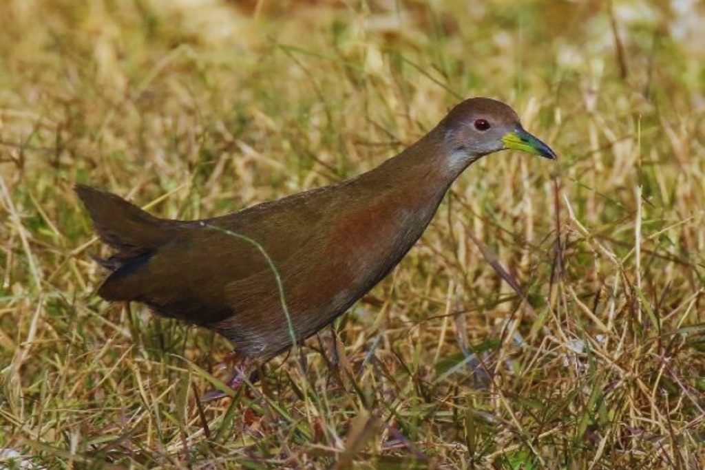 Brown Crake in Rajaji National Park
