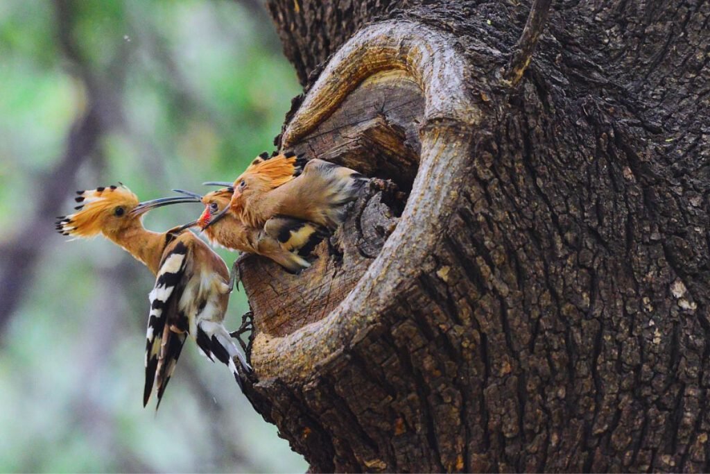 Hoopoes in Rajaji