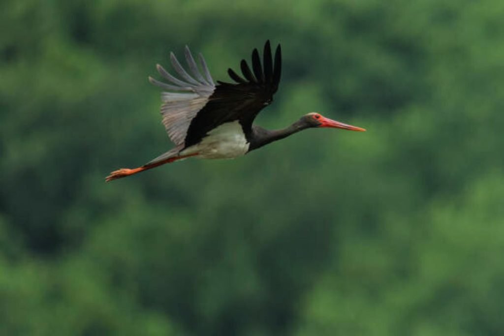 Black Stork in Rajaji