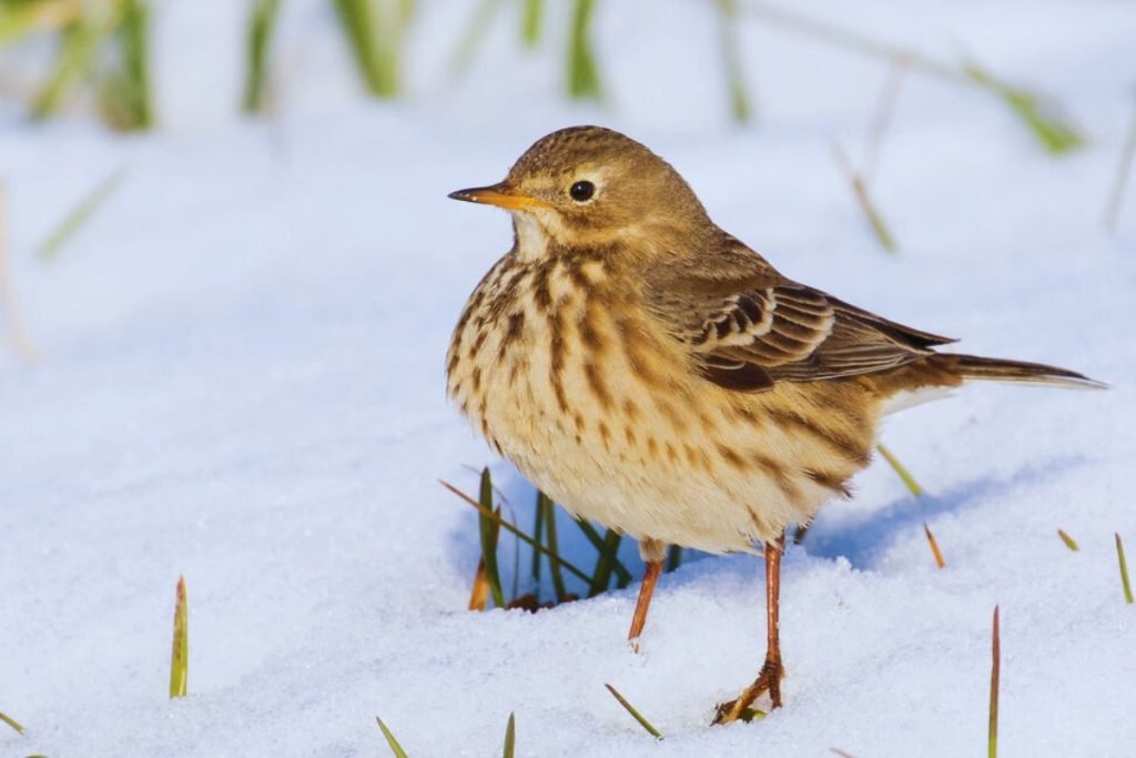 Wagtails and Pipits