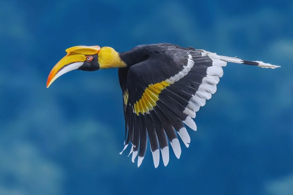 Great Hornbill