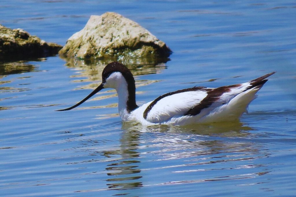 Pied Avocets