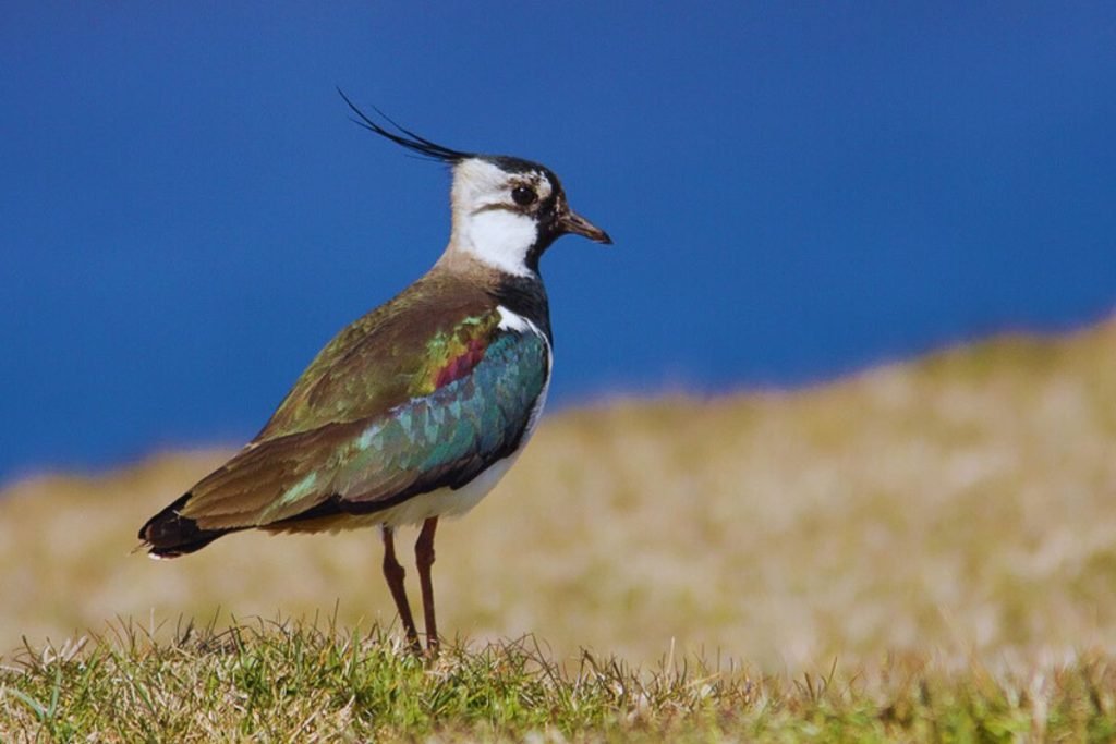 Northern Lapwing
