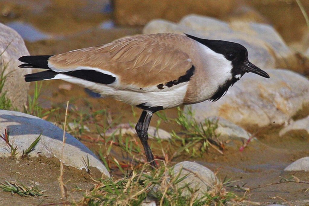 River Lapwing