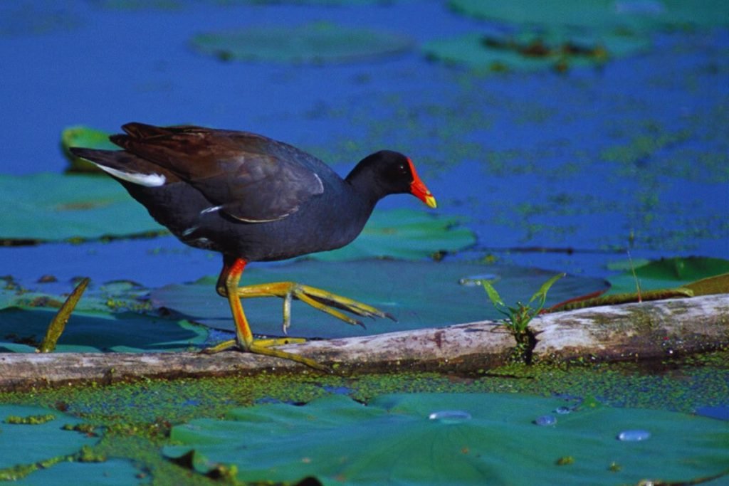Eurasian Moorhen