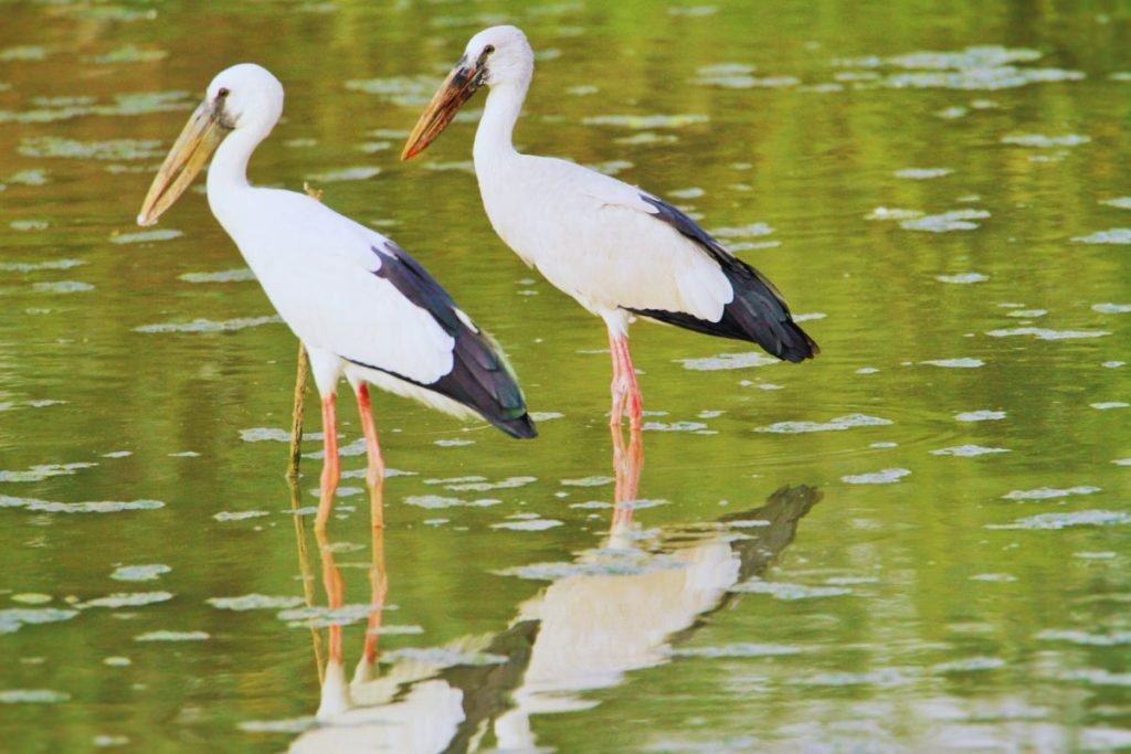 Asian Openbill Storks in Rajaji National Park