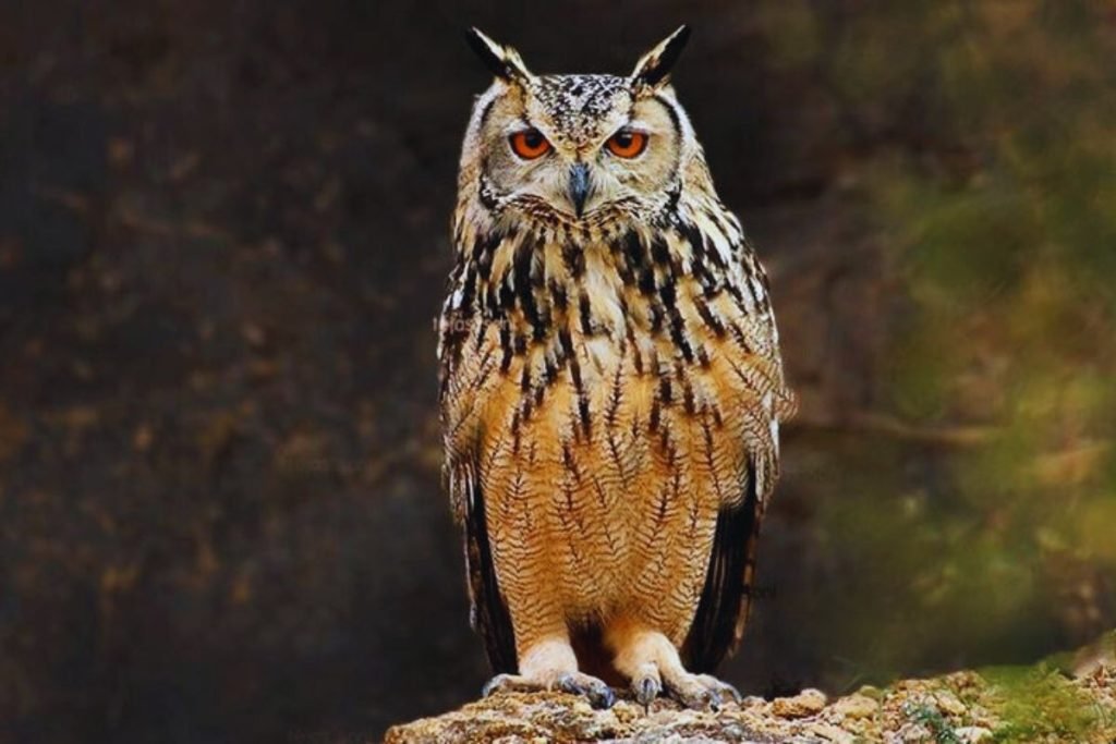 Owls in Rajaji National Park