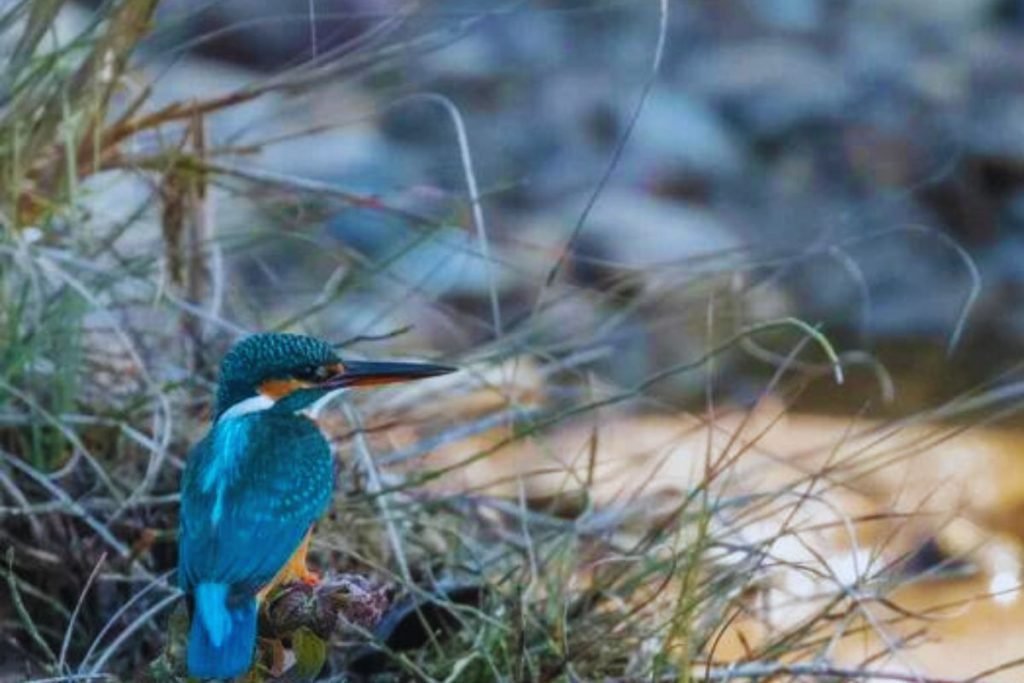 Kingfishers in Rajaji National Park