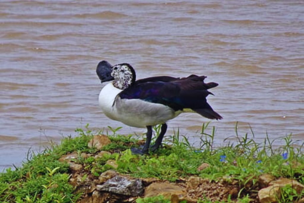 Knob-billed Duck