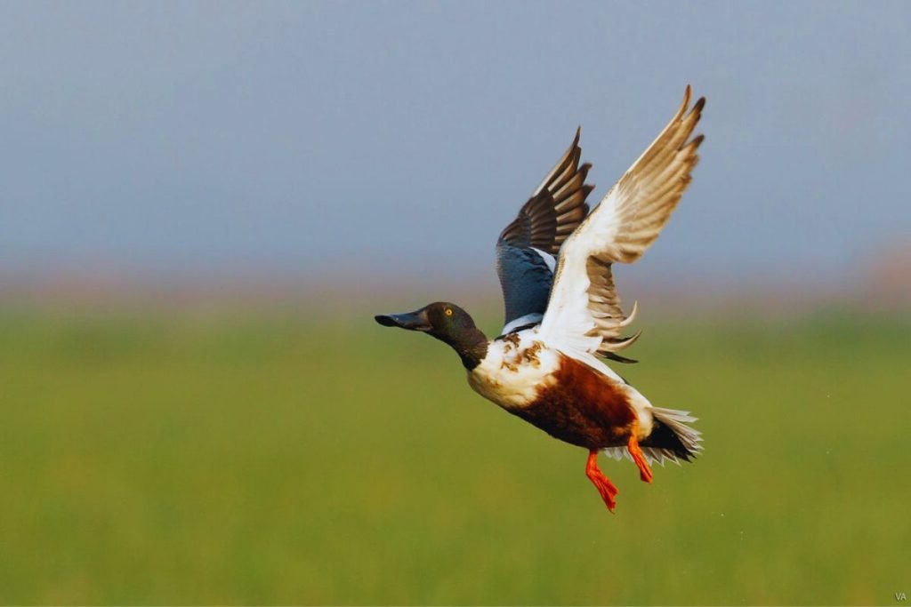 Northern Shoveler