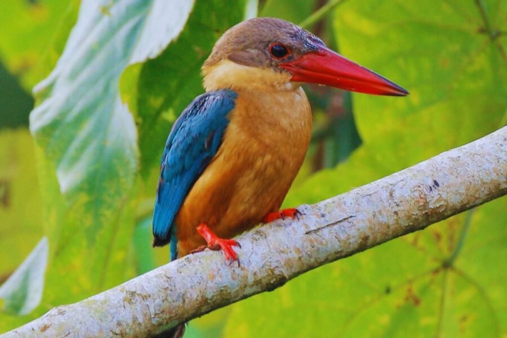 Kingfishers in Rajaji National Park