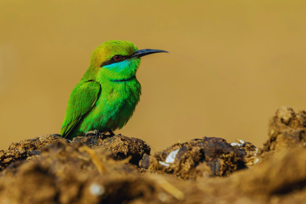Bee-eaters, Rollers, and Allies