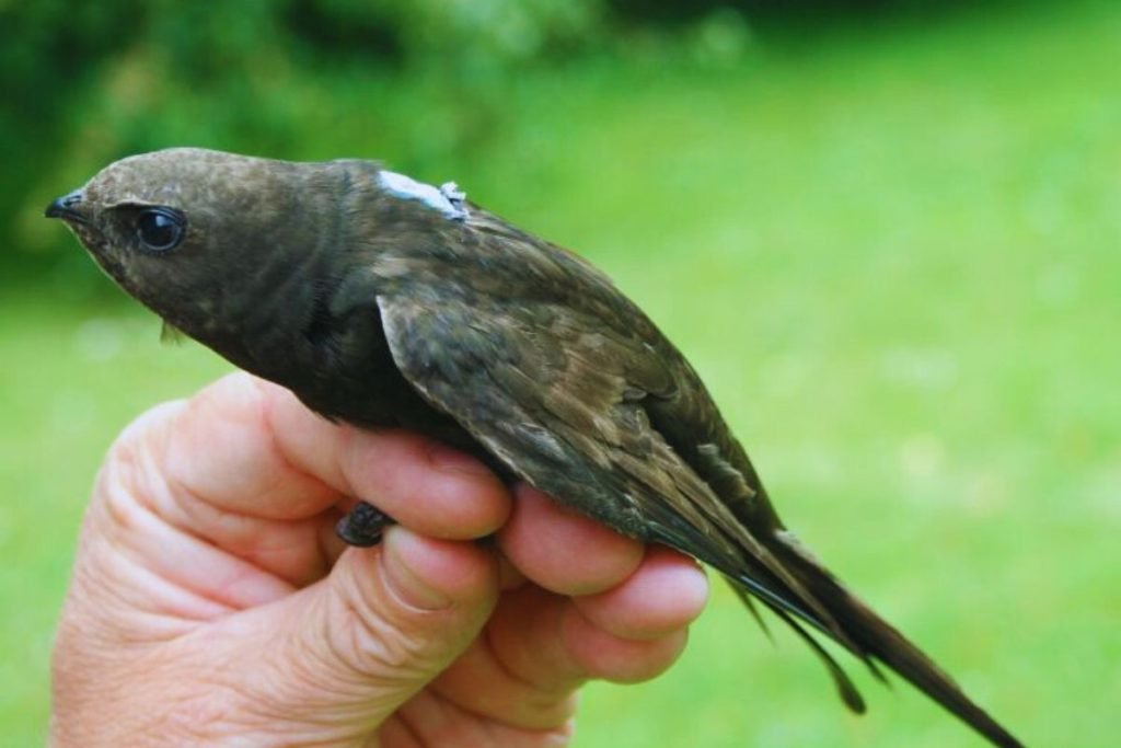 Swifts