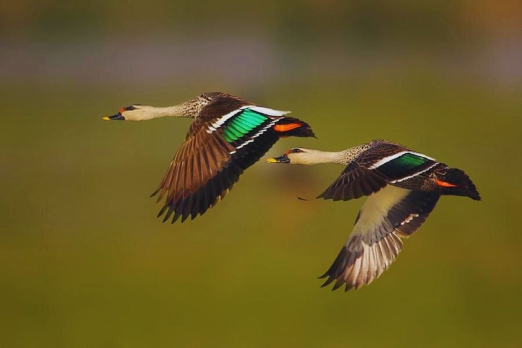 Indian Spot-billed Duck