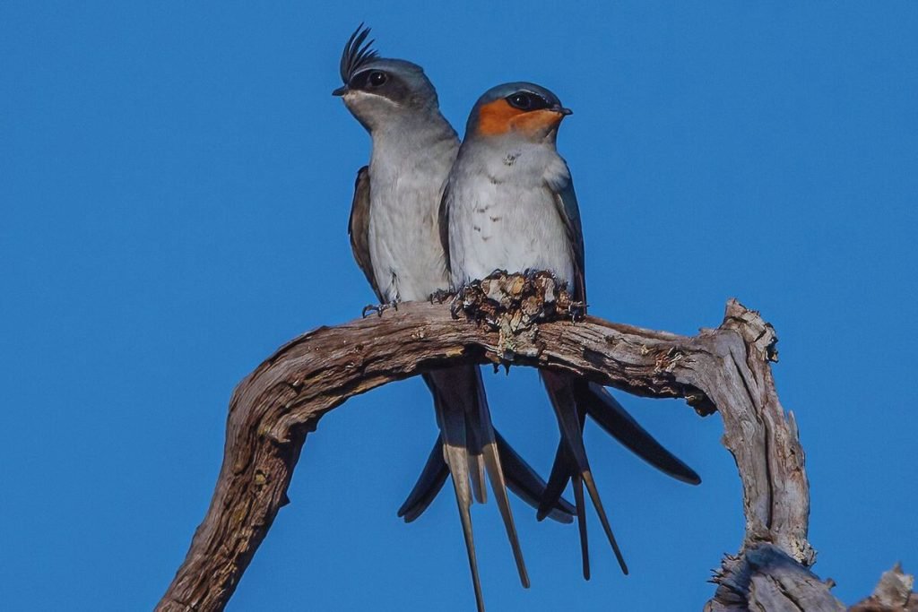 Treeswifts