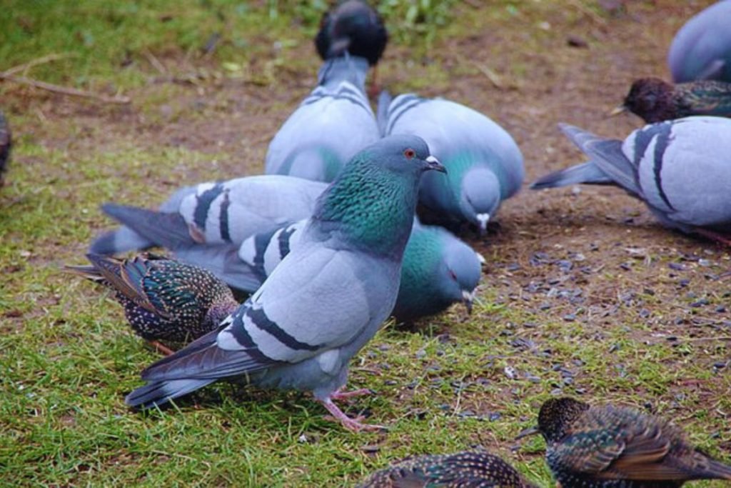 Rock Pigeons in Rajaji National Park