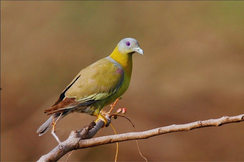 The Yellow-footed Green Pigeon