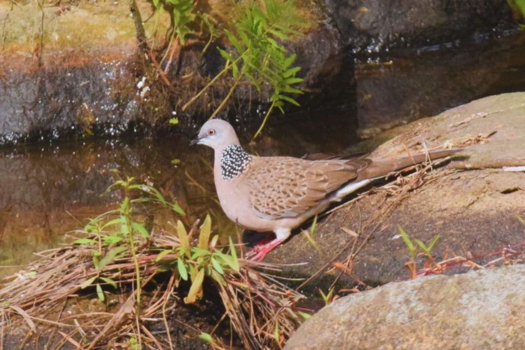 Spotted Dove