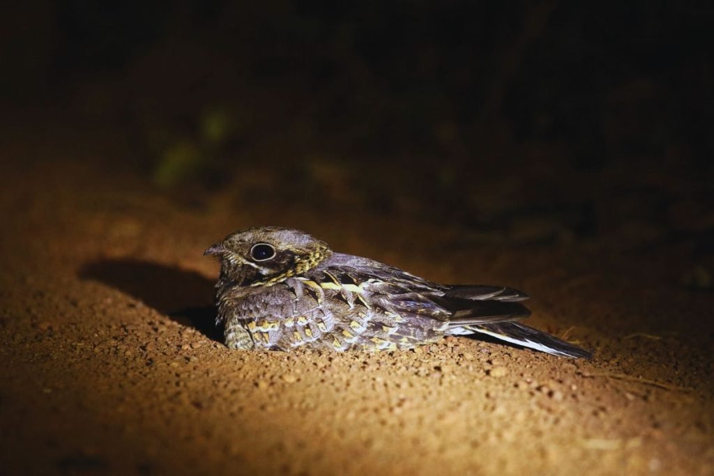 Indian Nightjar in Rajaji National Park