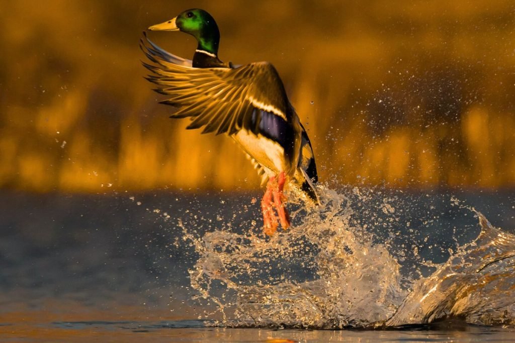 Waterfowl of Rajaji National Park