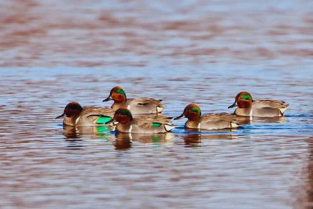 Green-winged Teal