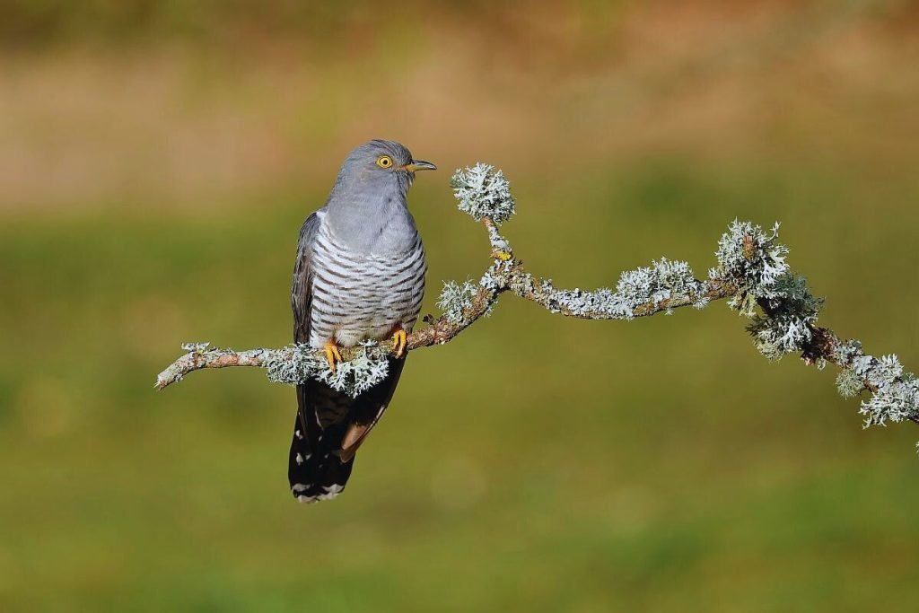 Common Cuckoo