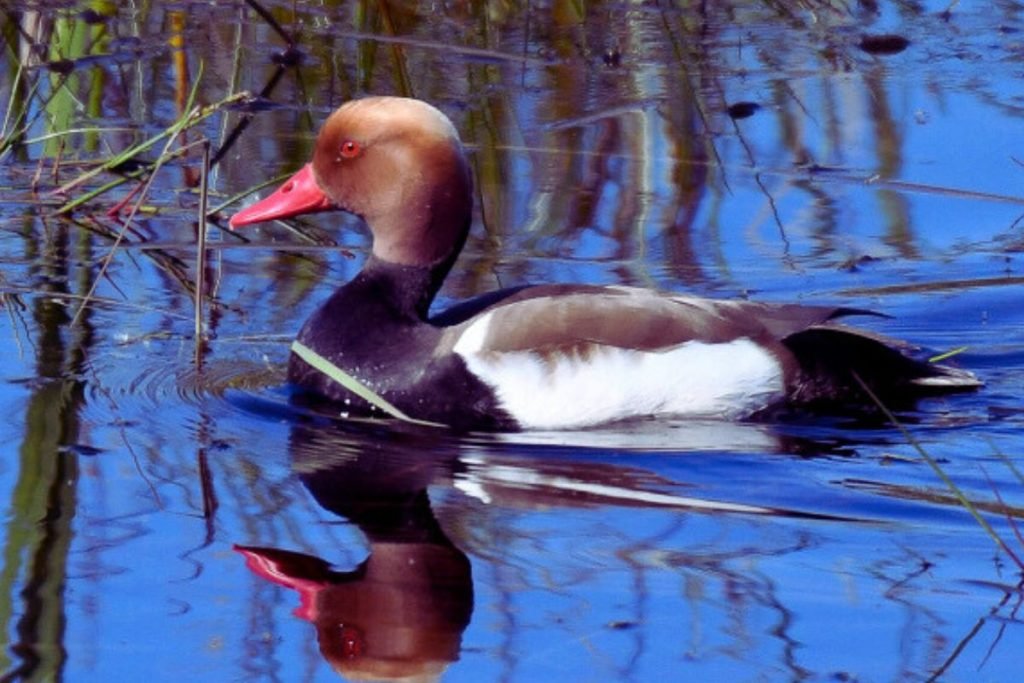 Red-Crested Pochard