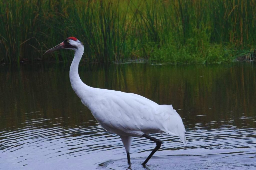 Cranes in Rajaji National Park