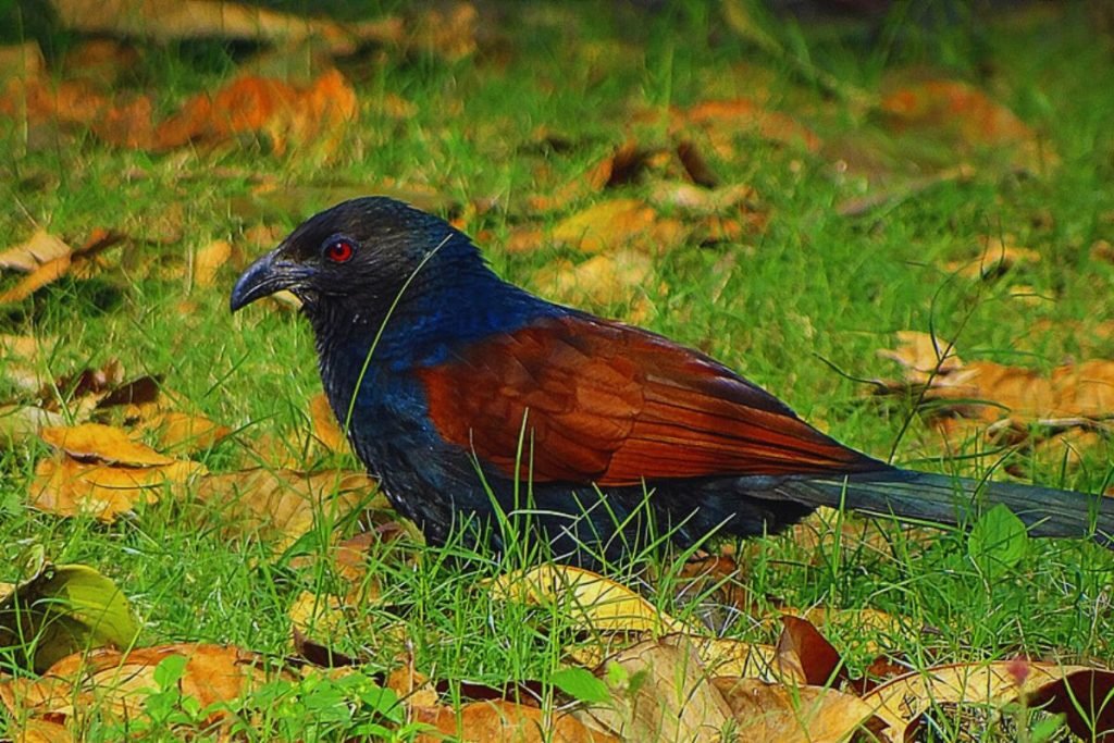 Greater Coucal