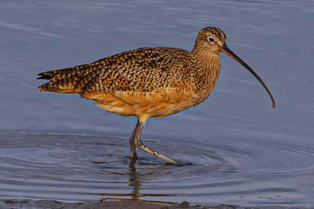 Shorebirds in Rajaji National Park