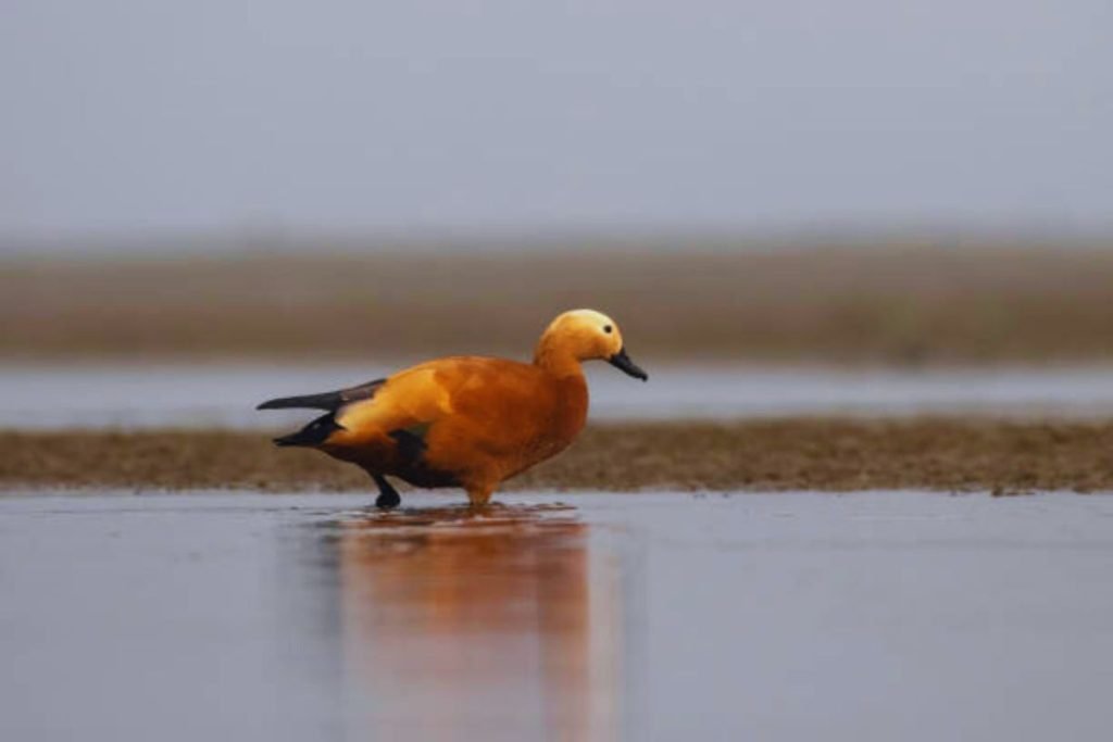 Ruddy Shelduck