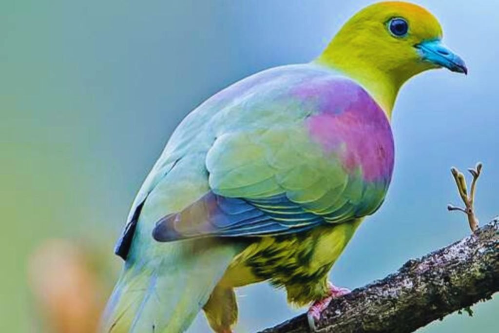 Pin-tailed Green Pigeon