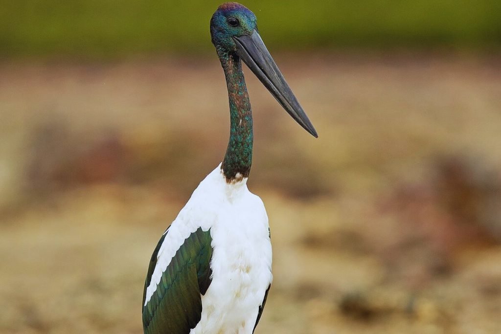 Storks