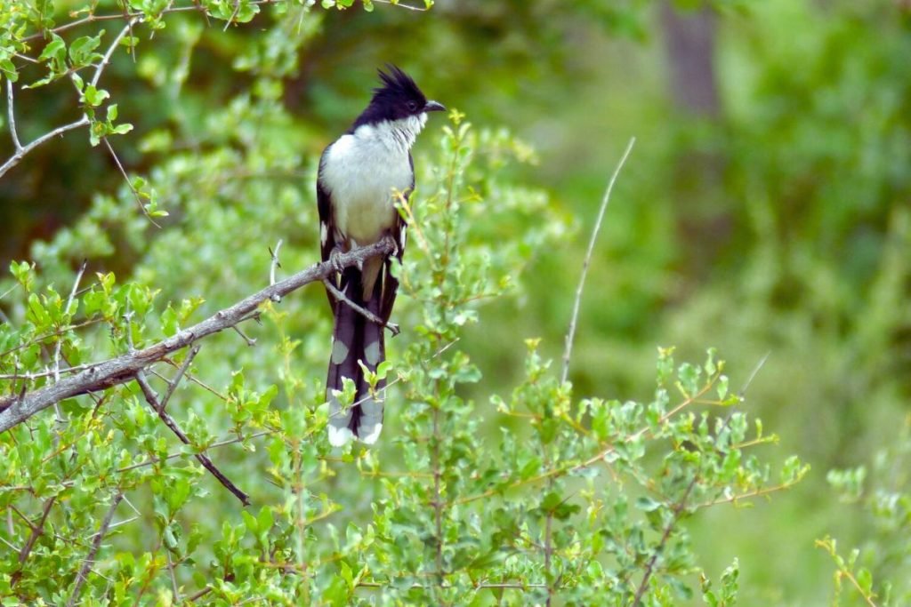 Pied Cuckoo 