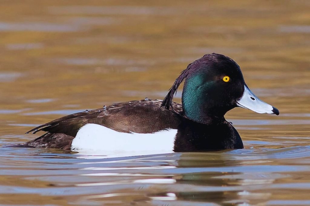 Tufted Duck in Rajaji National Park