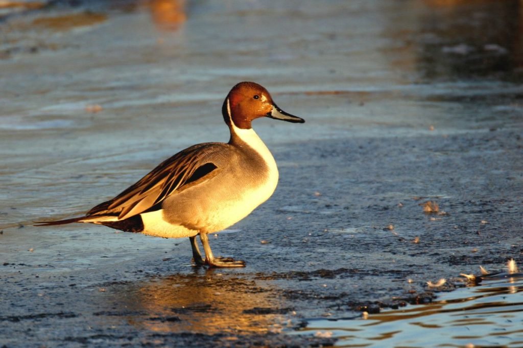 Northern Pintail